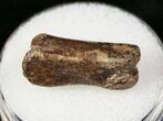 Small Theropod (Raptor) Toe Bone - Hell Creek Formation #12780-1